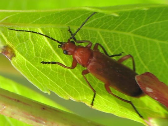 Rotgelber Weichkäfer, Rhagonycha fulva
