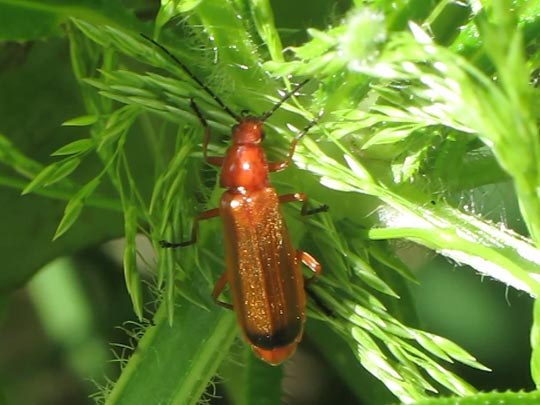Rotgelber Weichkäfer, Rhagonycha fulva
