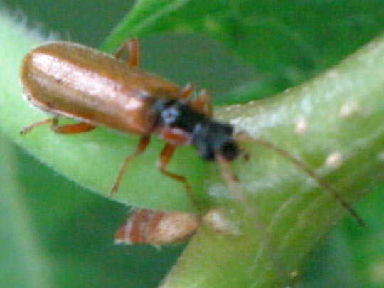 Rhagonycha testacea