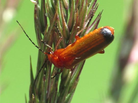 Rotgelber Weichkäfer, Rhagonycha fulva