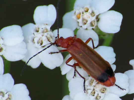 Rotgelber Weichkäfer, Rhagonycha fulva