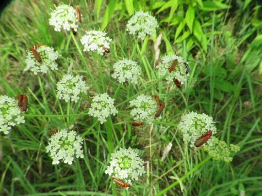 Rotgelber Weichkäfer, Rhagonycha fulva