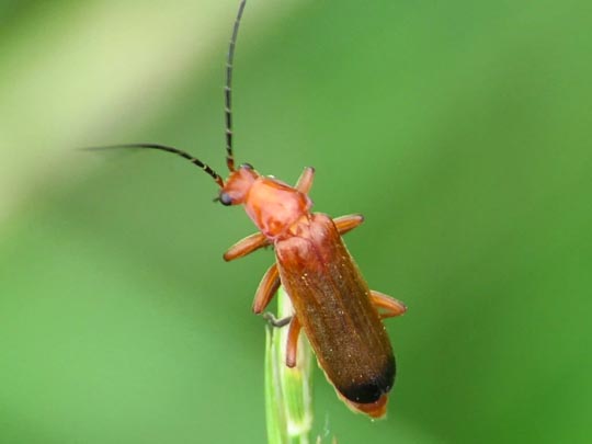 Rotgelber Weichkäfer, Rhagonycha fulva