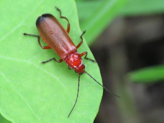 Rotgelber Weichkäfer, Rhagonycha fulva
