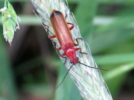 Rotgelber Weichkäfer, Rhagonycha fulva