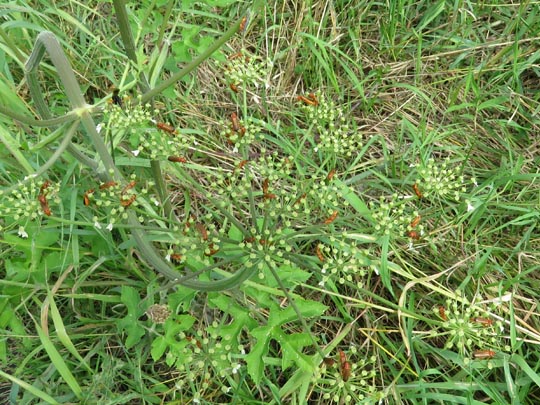 Rotgelber Weichkäfer, Rhagonycha fulva