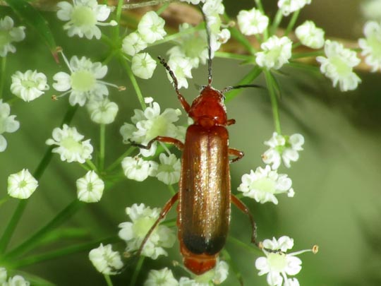 Rotgelber Weichkäfer, Rhagonycha fulva