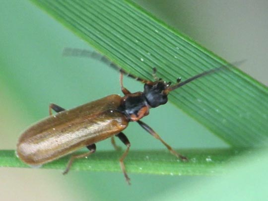 Rhagonycha limbata