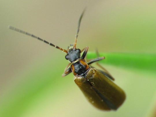 Rhagonycha limbata