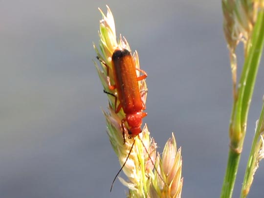Rotgelber Weichkäfer, Rhagonycha fulva