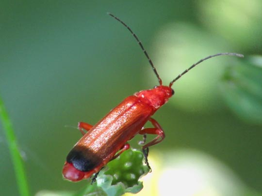 Rotgelber Weichkäfer, Rhagonycha fulva