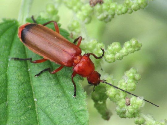 Rotgelber Weichkäfer, Rhagonycha fulva
