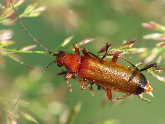 Rotgelber Weichkäfer, Rhagonycha fulva
