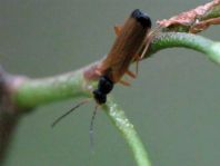 Rhagonycha lignosa, Bleicher Fliegenkäfer