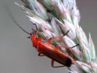 Rotgelber Weichkäfer, Rhagonycha fulva