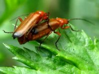 Rotgelber Weichkäfer, Rhagonycha fulva