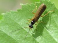 Rhagonycha lignosa, Bleicher Fliegenkäfer