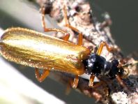 Rhagonycha lignosa, Bleicher Fliegenkäfer