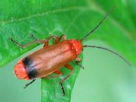 Rotgelber Weichkäfer, Rhagonycha fulva