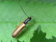 Rhagonycha lignosa, Bleicher Fliegenkäfer