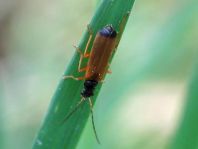 Rhagonycha lignosa, Bleicher Fliegenkäfer