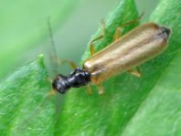 Rhagonycha lignosa, Bleicher Fliegenkäfer