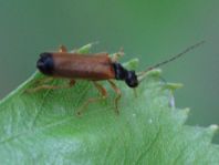 Rhagonycha lignosa, Bleicher Fliegenkäfer