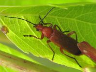 Rotgelber Weichkäfer, Rhagonycha fulva