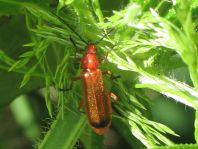 Rotgelber Weichkäfer, Rhagonycha fulva