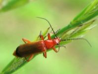 Rotgelber Weichkäfer, Rhagonycha fulva