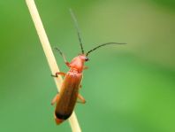Rotgelber Weichkäfer, Rhagonycha fulva