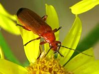Rotgelber Weichkäfer, Rhagonycha fulva