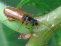 Rhagonycha testacea