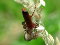 Rotgelber Weichkäfer, Rhagonycha fulva