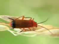 Rotgelber Weichkäfer, Rhagonycha fulva