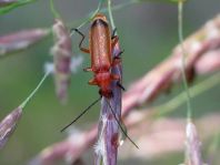 Rotgelber Weichkäfer, Rhagonycha fulva