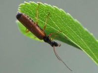 Rhagonycha lignosa, Bleicher Fliegenkäfer