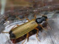 Rhagonycha lignosa, Bleicher Fliegenkäfer