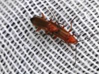 Rotgelber Weichkäfer, Rhagonycha fulva