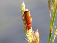 Rotgelber Weichkäfer, Rhagonycha fulva
