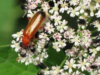 Rotgelber Weichkäfer, Rhagonycha fulva