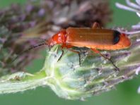 Rotgelber Weichkäfer, Rhagonycha fulva