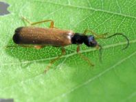 Rhagonycha lignosa, Bleicher Fliegenkäfer