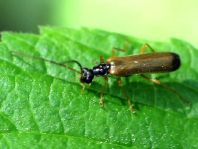 Rhagonycha lignosa, Bleicher Fliegenkäfer