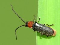 Silis ruficollis