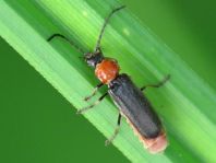 Silis ruficollis