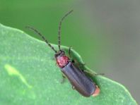 Silis ruficollis