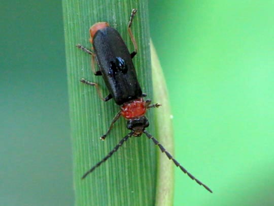 Silis ruficollis