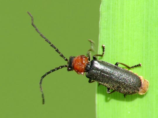 Silis ruficollis