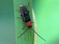 Silis ruficollis